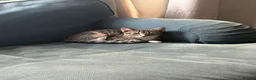 Mixed Breed cats for sale: Kittens ready to go  - Advert 6