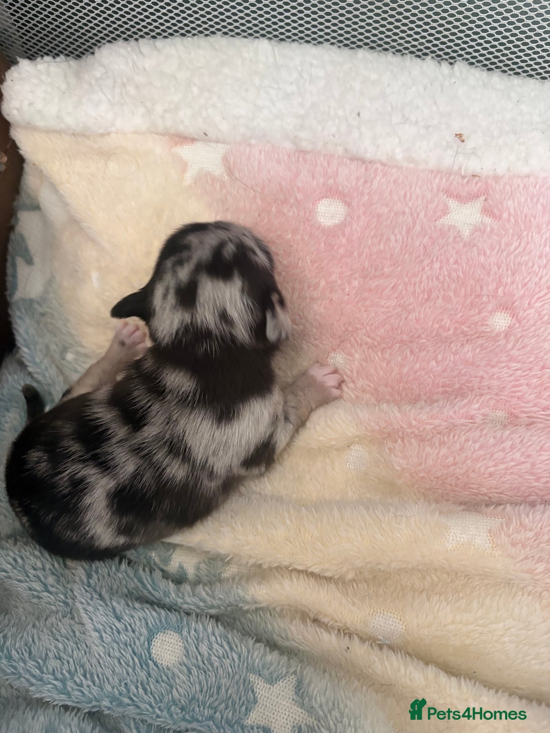 Chihuahua dogs for sale: Beautiful Merle Chihuahua Puppies 🐶  - Advert 5