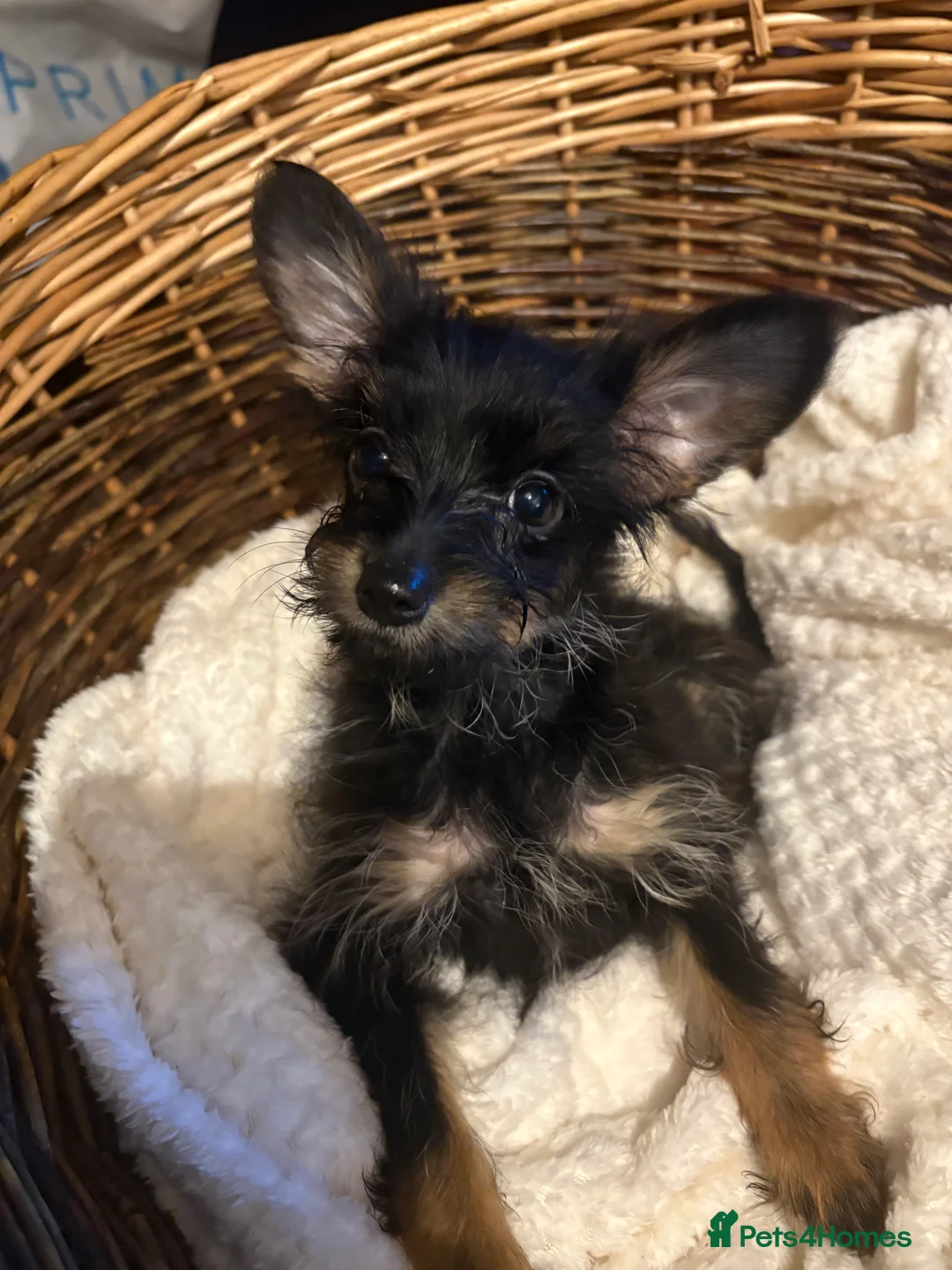 Mixed Breed dogs for sale: Yorkshire terrier x puppies  - Advert 4