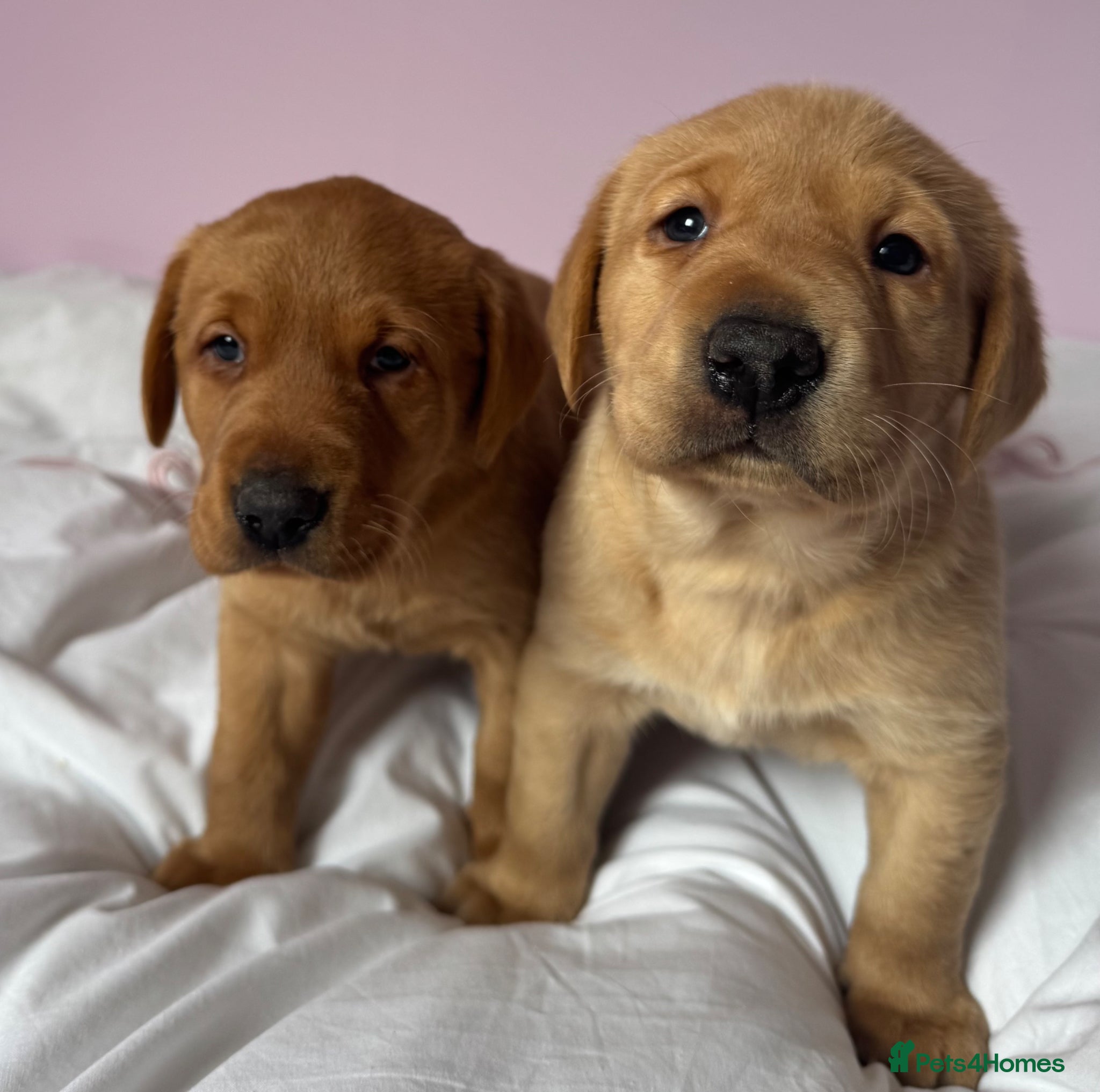 Labrador Retriever dogs for sale: Labrador pups fox red and black  - Advert 25