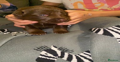 Mixed Breed dogs - Advert 5