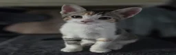 Mixed Breed cats for sale: Beautiful mixed breed kittens for sale - Advert 6