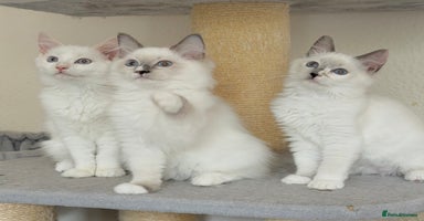 Ragdoll cats - Advert 5