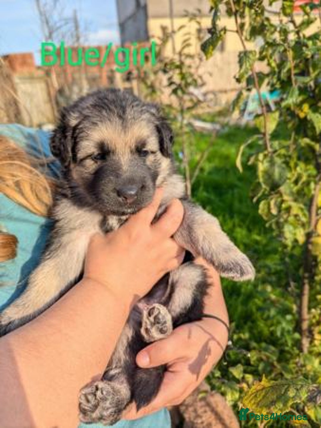 German Shepherd dogs for sale: GSD Puppies Available  - Image 7