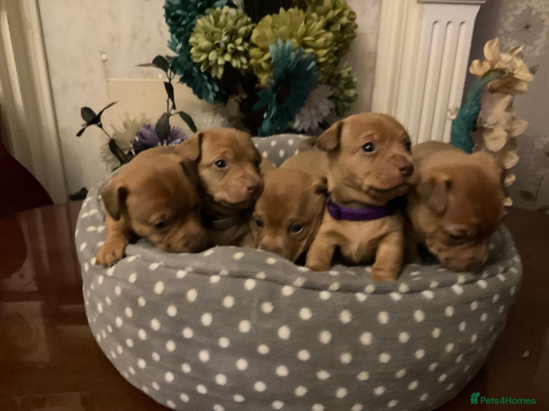 Jack Russell dogs for sale: This has been a really dificult decision to make - Advert 2