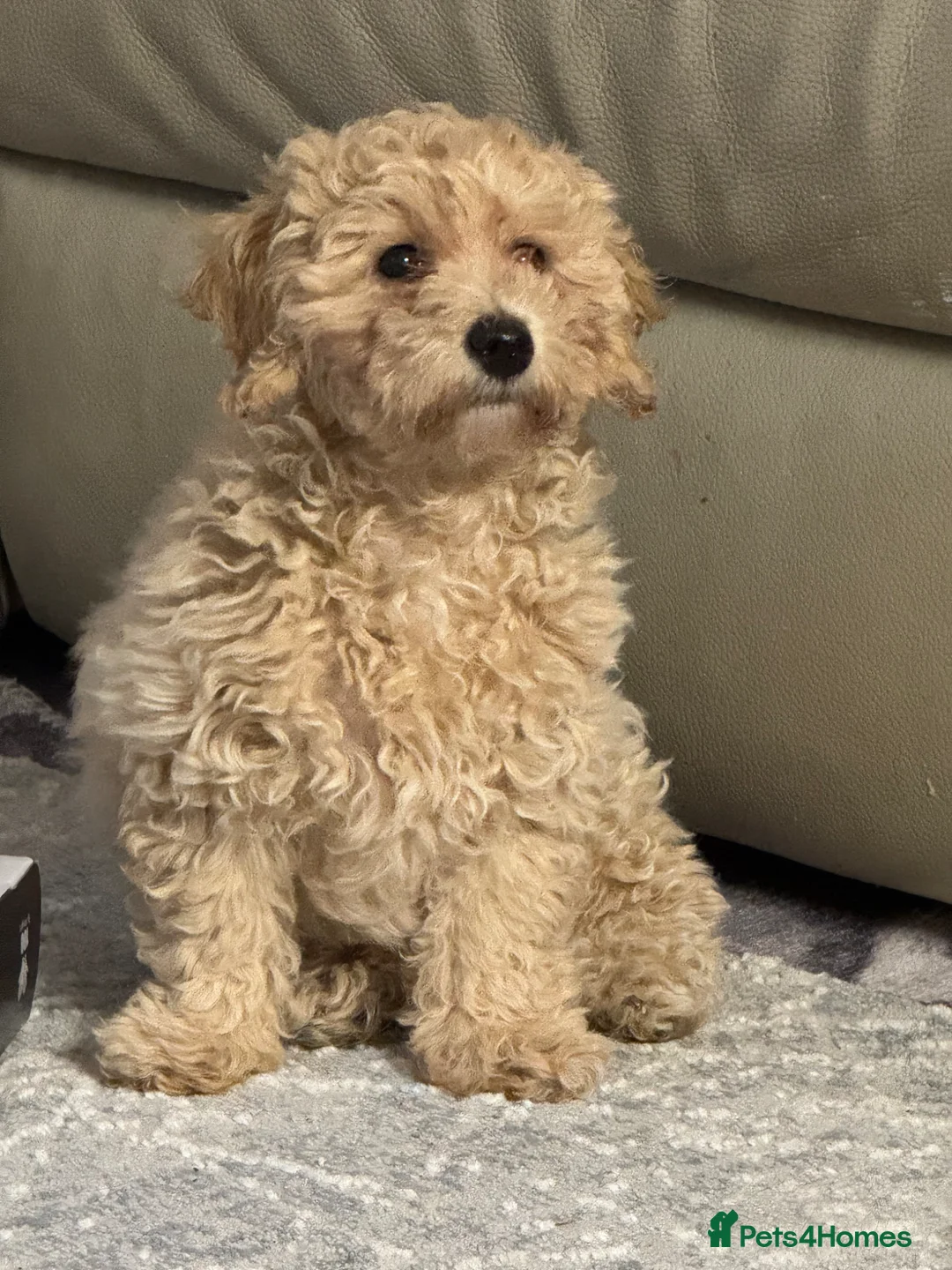 Poochon dogs for sale: Female poochon ready to leave  - Advert 1