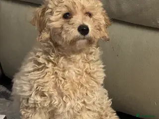 Poochon dogs for sale: Female poochon ready to leave - Advert 1