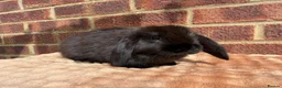 Mini Lop rabbits for sale: Two mini lop sisters available  - Advert 10
