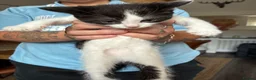 Mixed Breed cats for sale: Tuxedo cats  - Advert 4