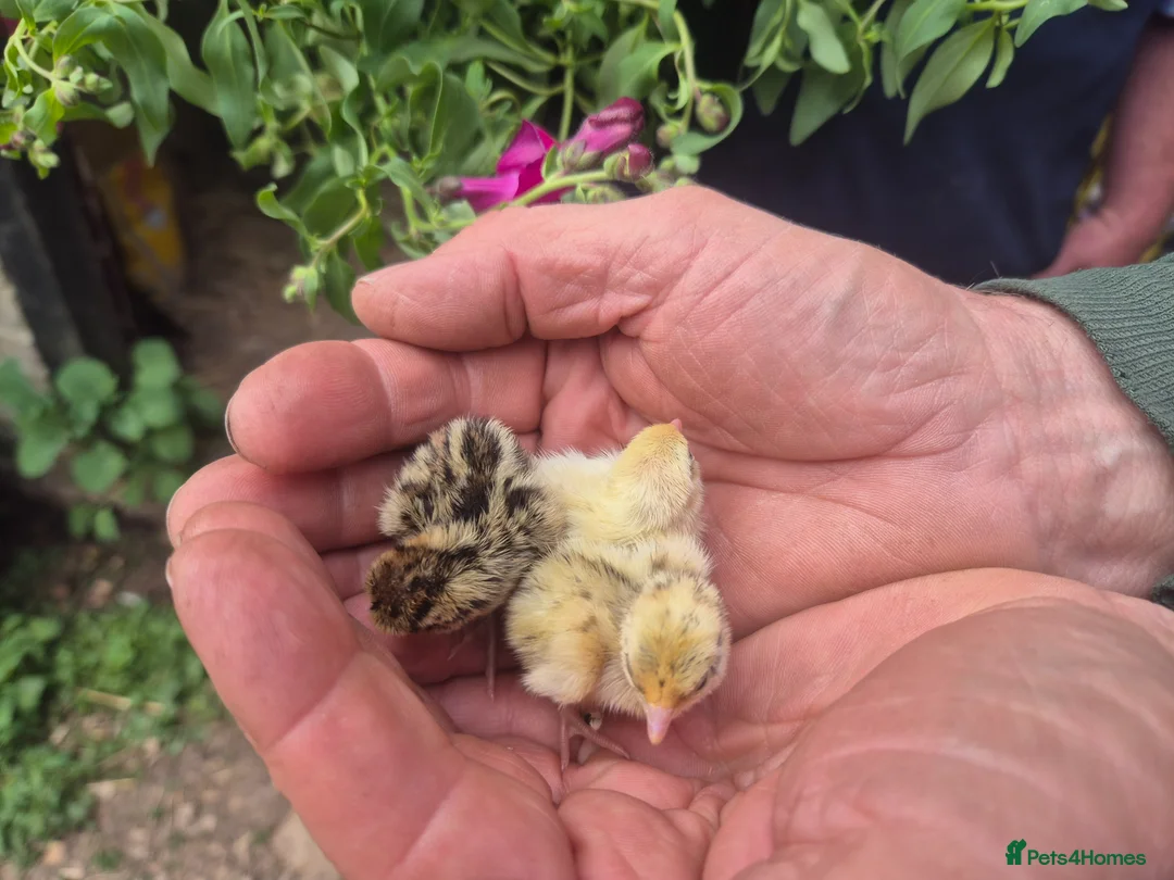 Quail poultry for sale: 💚BABY MIXED COLOURS QUAIL CHICKS💚  - Advert 2