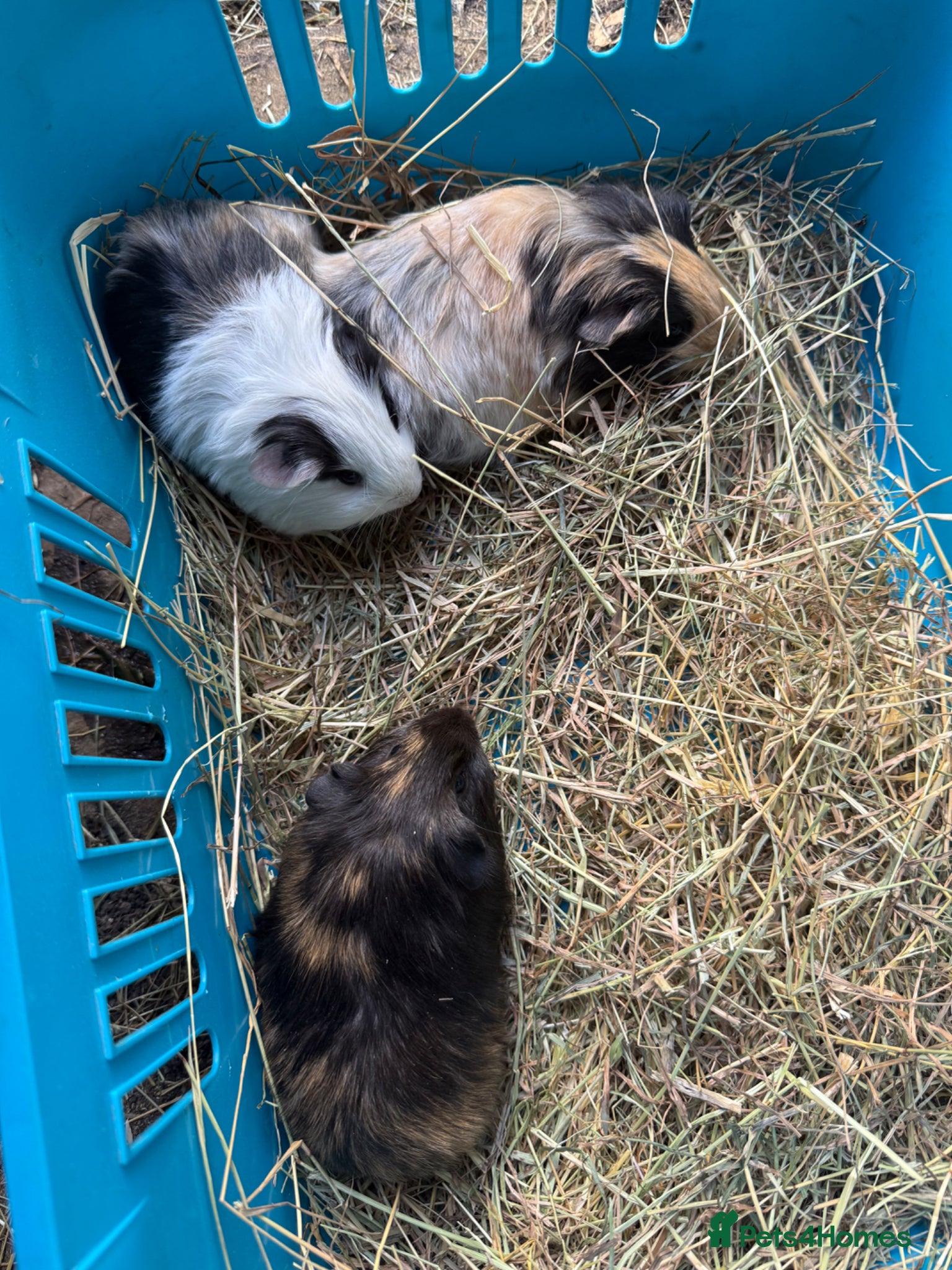 Guinea Pig rodents Female/Male baby Guinea Pigs for sale - Advert 2