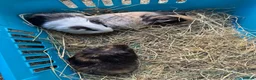 Guinea Pig rodents for sale: Male baby Guinea Pigs for sale - Advert 1
