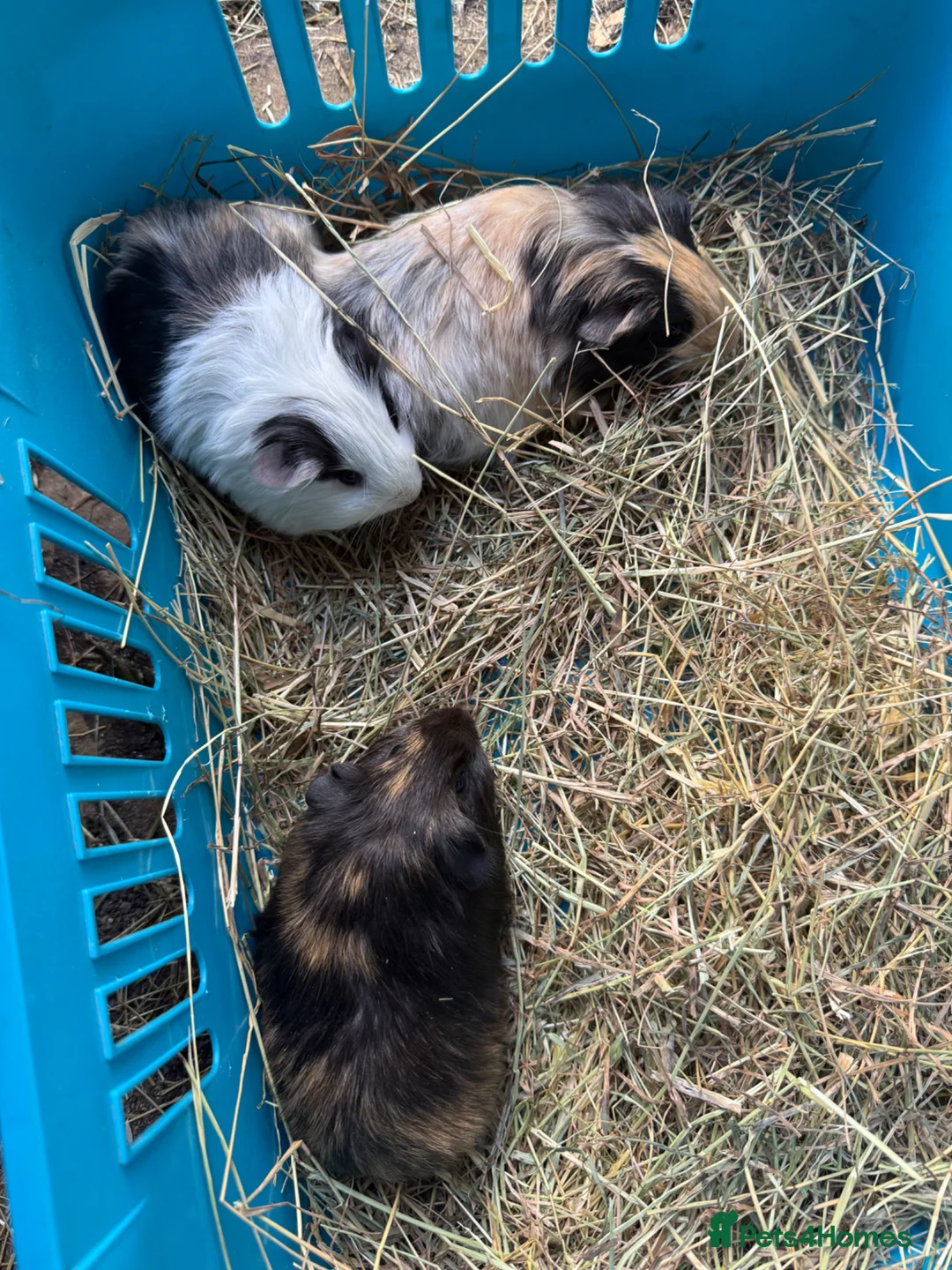 Guinea Pig rodents for sale: Male baby Guinea Pigs for sale - Advert 1