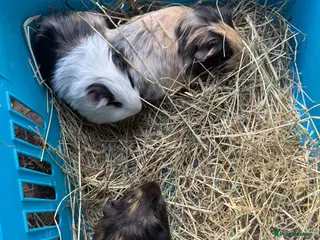 Guinea Pig rodents Male baby Guinea Pigs for sale - Advert 6
