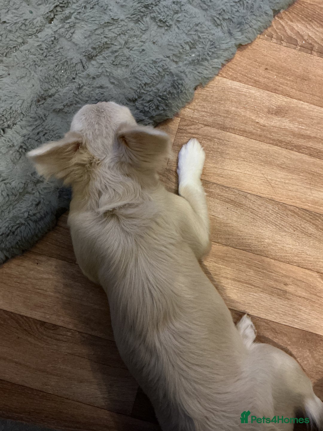 French Bulldog dogs for sale: beautiful kc rare pink fluffy french bulldog  - Advert 4