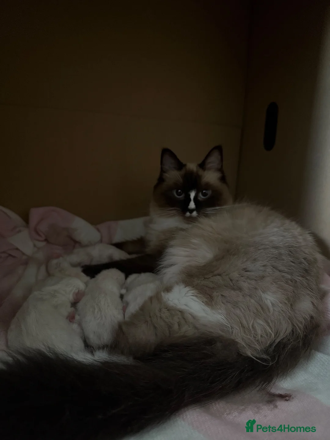 Ragdoll cats for sale: Ragdoll Kittens Looking for Their Forever Homes in Maidenhead - Advert 1