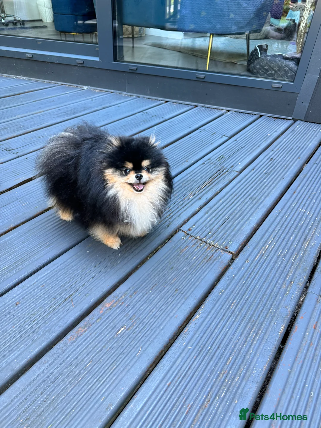 Pomeranian dogs for stud: BLACK & TAN STUD in London - Advert 2