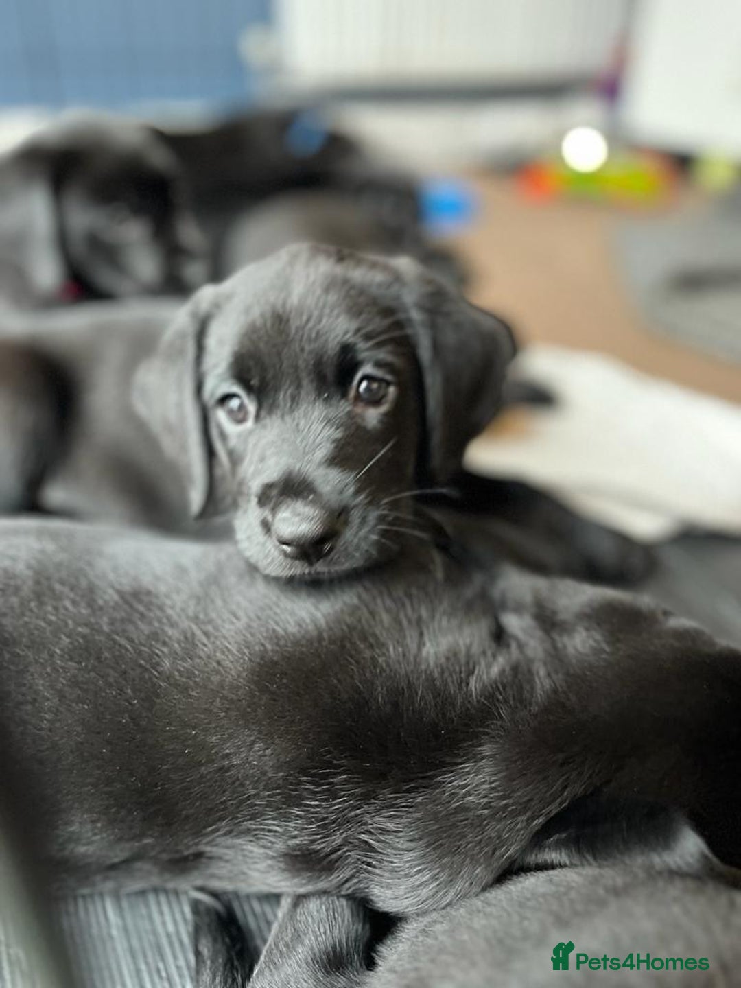 Labrador Retriever dogs for sale: Family-Raised Labrador Pups from Therapy Dog Mum - Image 7
