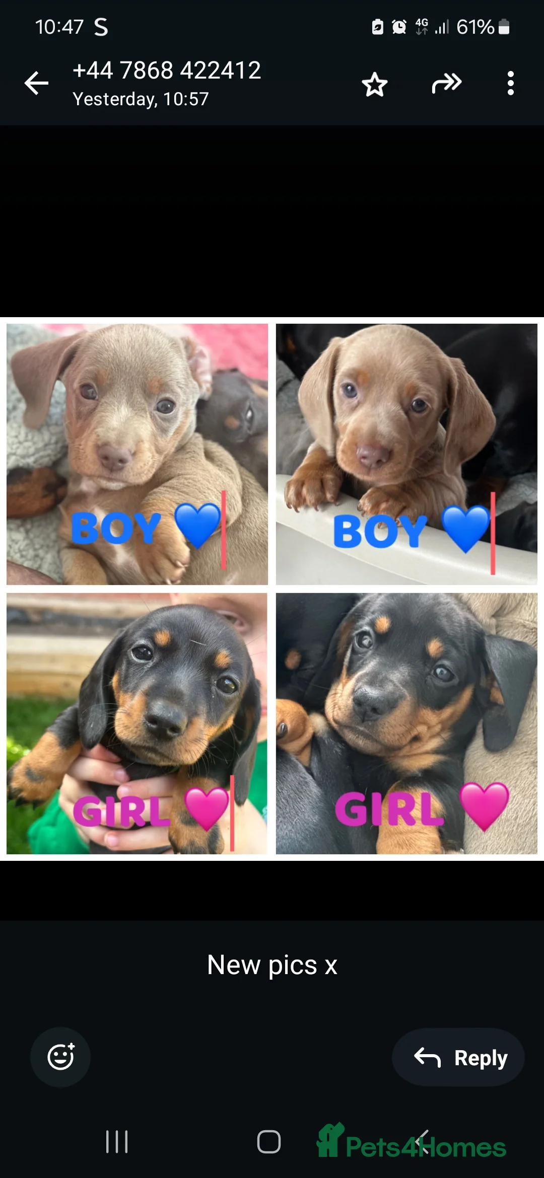 Miniature Dachshund dogs for stud: For stud my boy Dinky  in Alfreton - Advert 29