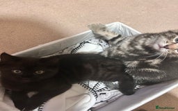 Mixed Breed cats for sale: Purr- fectly Adorable Kittens for loving homes - Advert 11