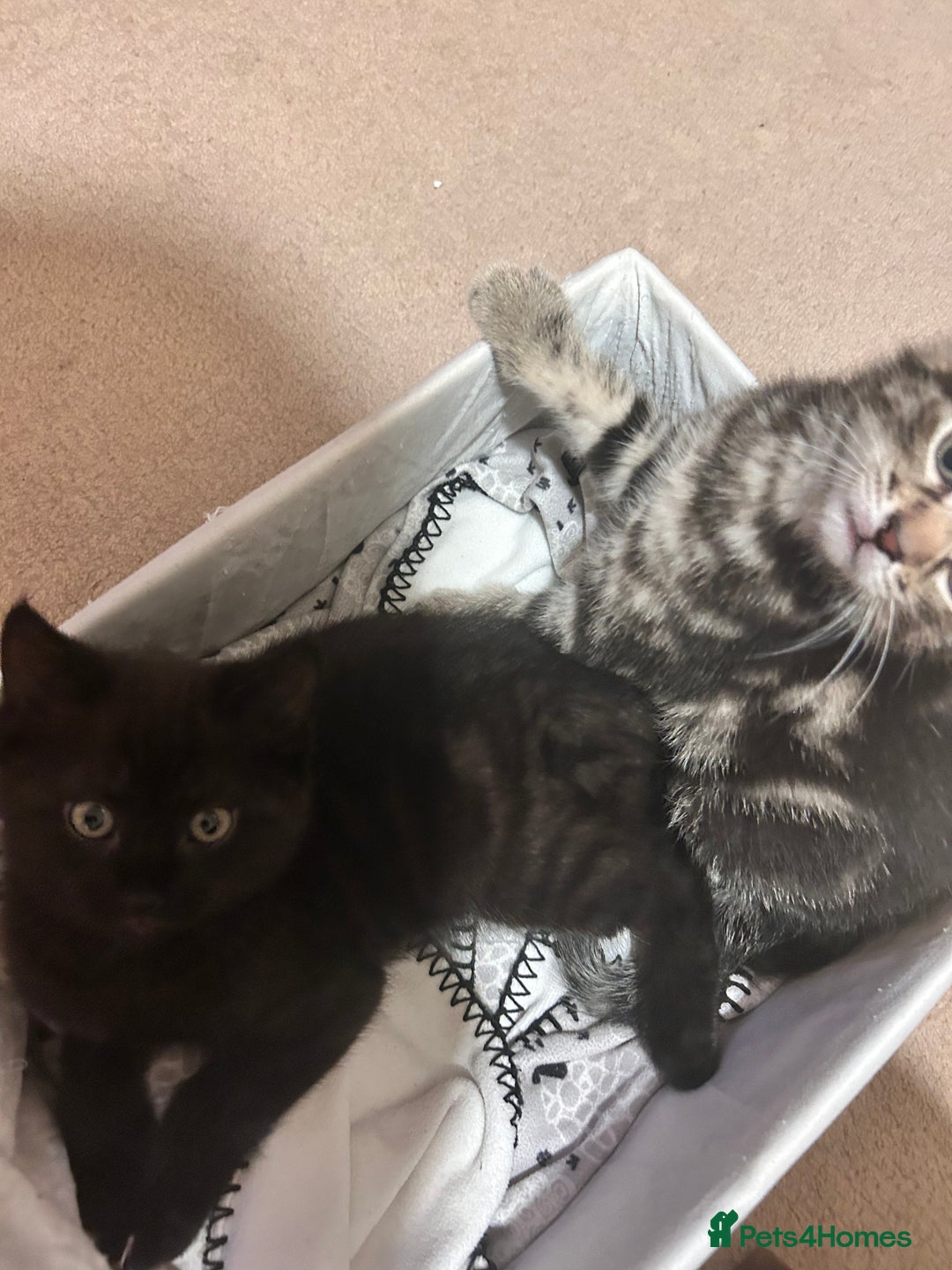Mixed Breed cats for sale: Purr- fectly Adorable Kittens for loving homes - Advert 11