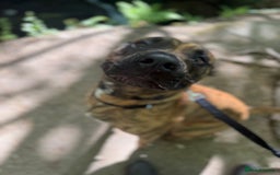 Mixed Breed dogs for sale: Urgent rehome- experienced handler  - Image 1