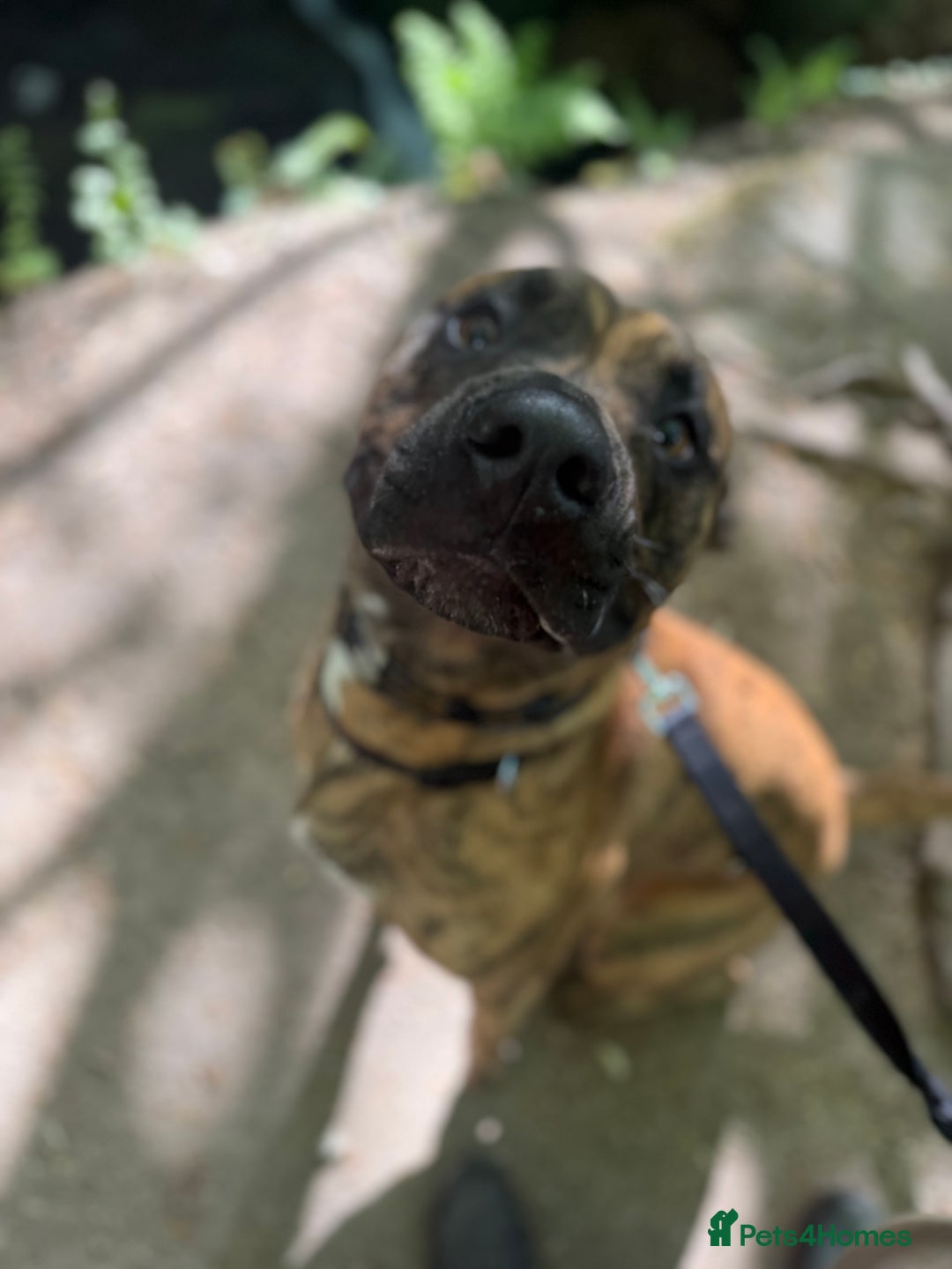 Mixed Breed dogs for sale: Urgent rehome- experienced handler  - Image 1