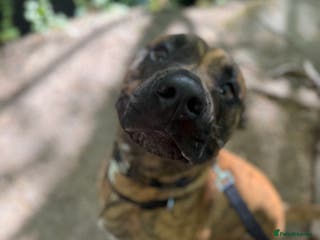 Mixed Breed dogs Urgent rehome- experienced handler - Advert 18