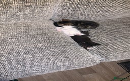 British Longhair cats for sale: Kittens for sale!! in Highbridge - Image 14