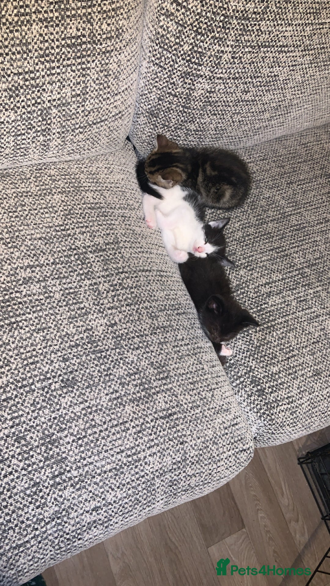 British Longhair cats for sale: Kittens for sale!! in Highbridge - Image 14