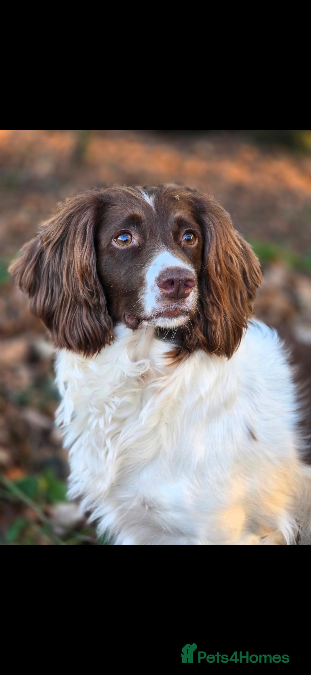 English Springer Spaniel dogs for sale:  Health tested Springer Spaniel puppiespuppies - Advert 1