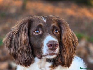 English Springer Spaniel dogs Health tested Springer Spaniel puppiespuppies - Advert 4