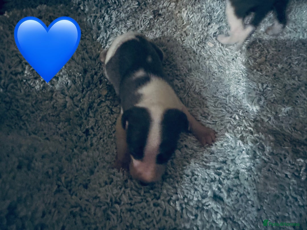 Whippet dogs for sale: 🐾 Exceptional small sized KC Reg Whippet Pups🐾 - Advert 20