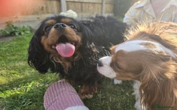 Cavalier King Charles Spaniel dogs for sale: Ruby boys kc cavalier King Charles puppies  - Image 20