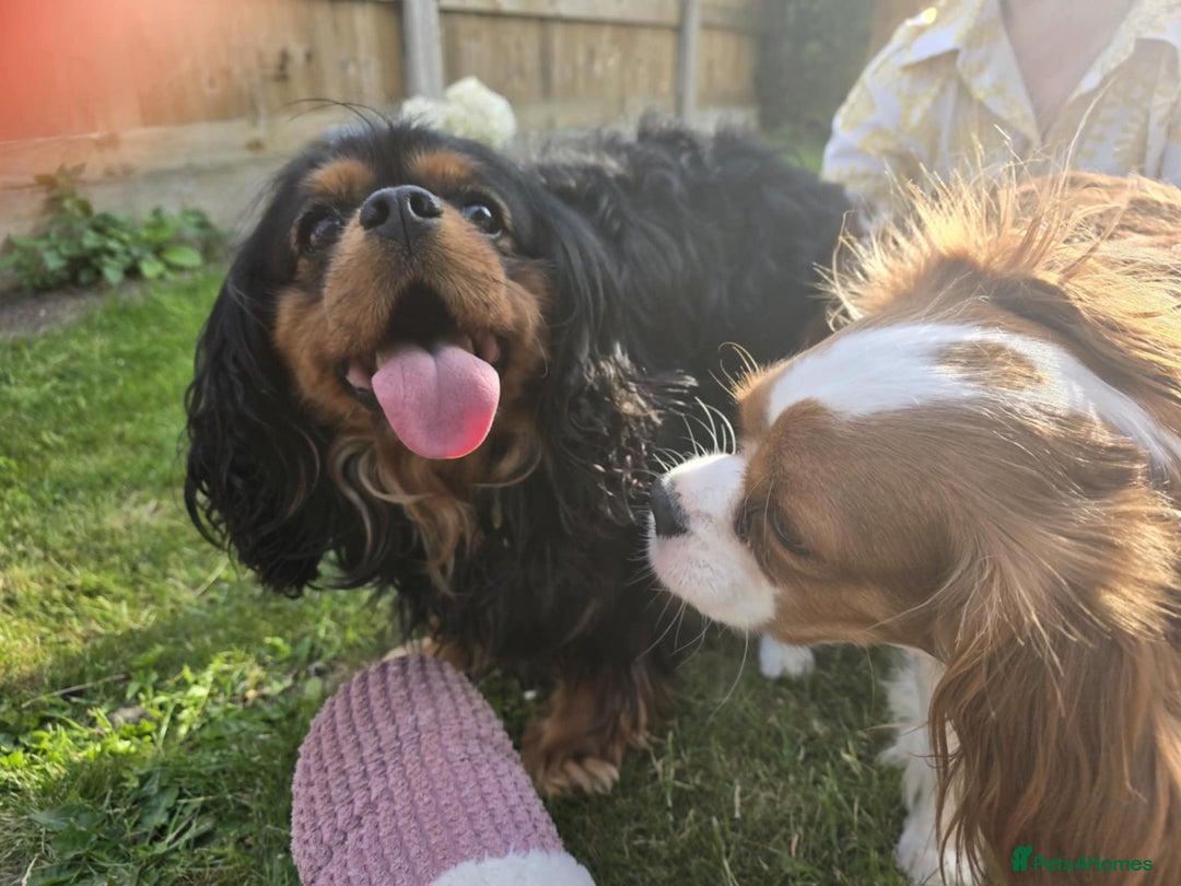 Cavalier King Charles Spaniel dogs for sale: Ruby boys kc cavalier King Charles puppies  - Image 20