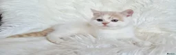 British Shorthair cats for sale: Stunning British shorthair kittens  - Advert 24
