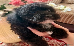 Maltipoo dogs for sale: BEAUTIFUL MALTIPOO PUPPIES READY TO GO! - Image 4