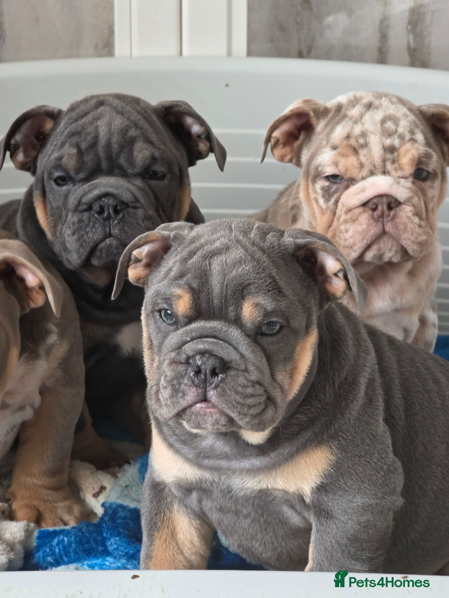 English Bulldog dogs British bulldog pups ready now  - Advert 9