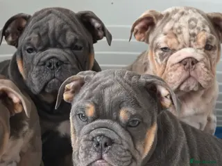 English Bulldog dogs British bulldog pups ready now - Advert 9