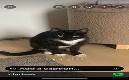 Domestic Shorthair cats for sale: Female black & white kittens  - Image 4