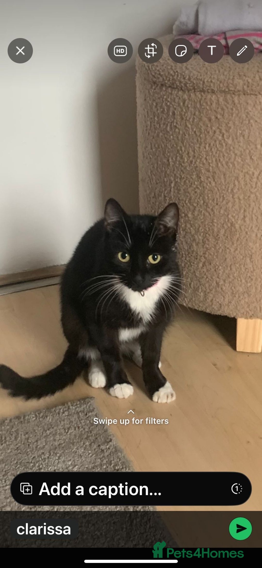 Domestic Shorthair cats for sale: Female black & white kittens  - Image 4