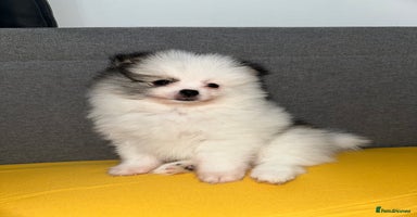 Pomeranian dogs - Advert 4