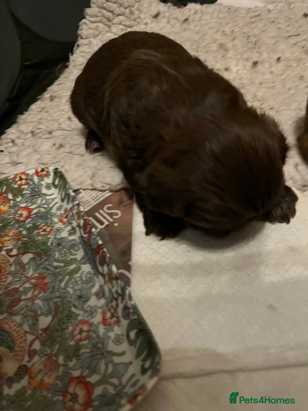 Shih Tzu dogs for sale: Adorable Shih Tzu puppies - Advert 20