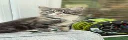 Mixed Breed cats for sale: Half Russian Blue kittens - Advert 16