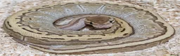 Python Snake reptiles for sale: Various female ball pythons  in Buxton - Advert 1