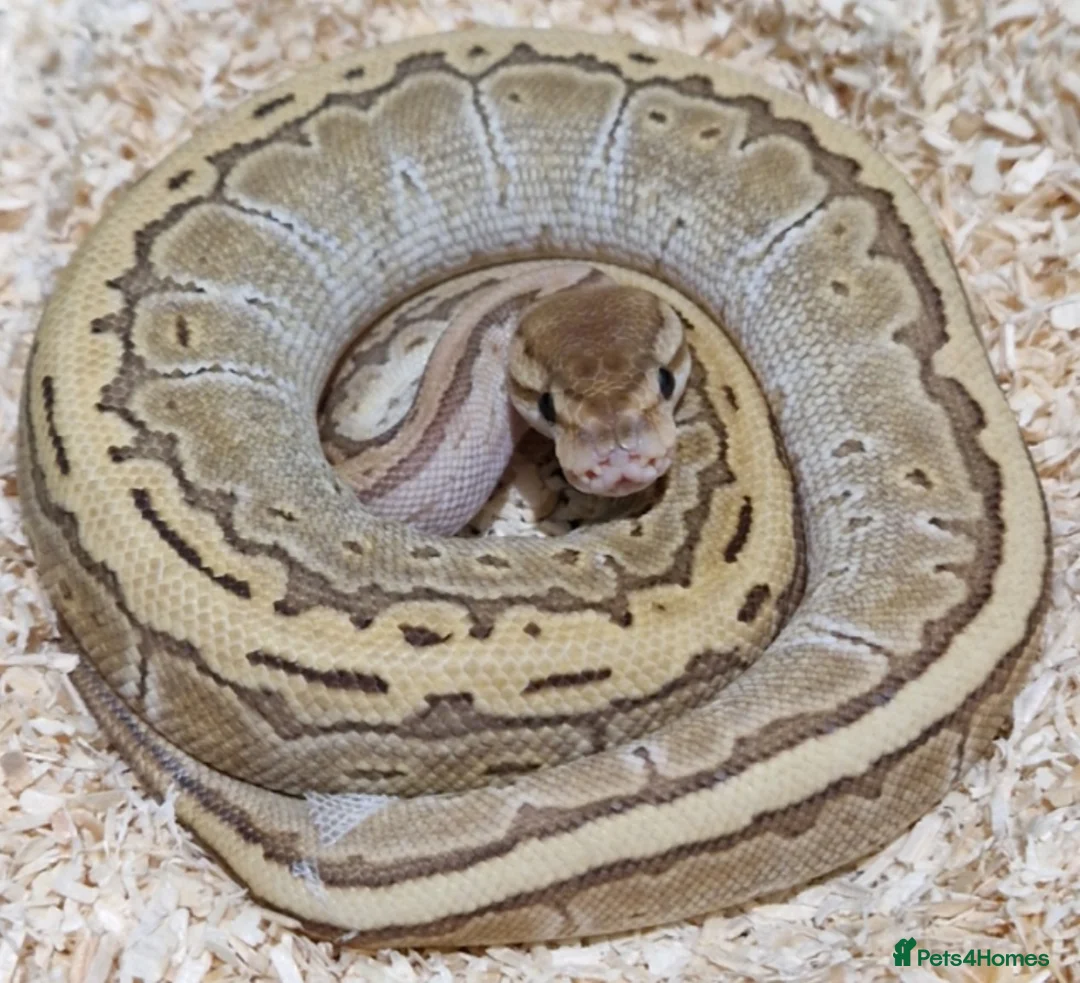 Python Snake reptiles for sale: Various female ball pythons  in Buxton - Advert 1