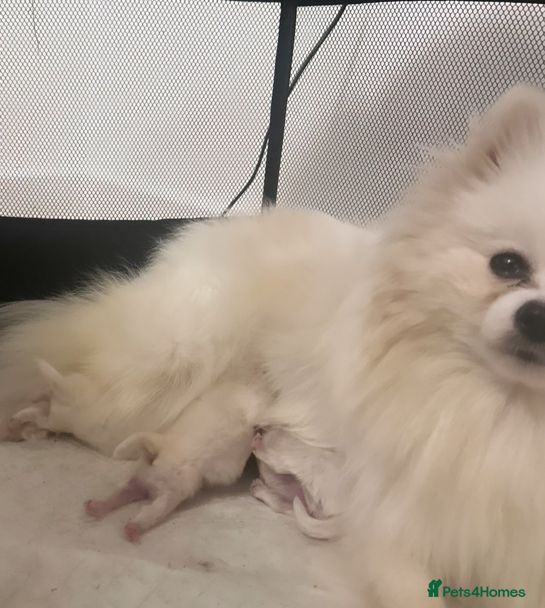 Pomeranian dogs for sale: Pomeranians  - Advert 6