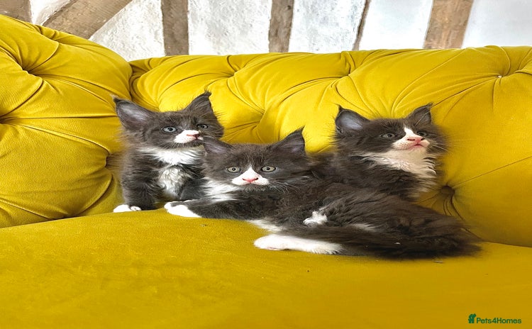 Maine Coon cats - Advert 2
