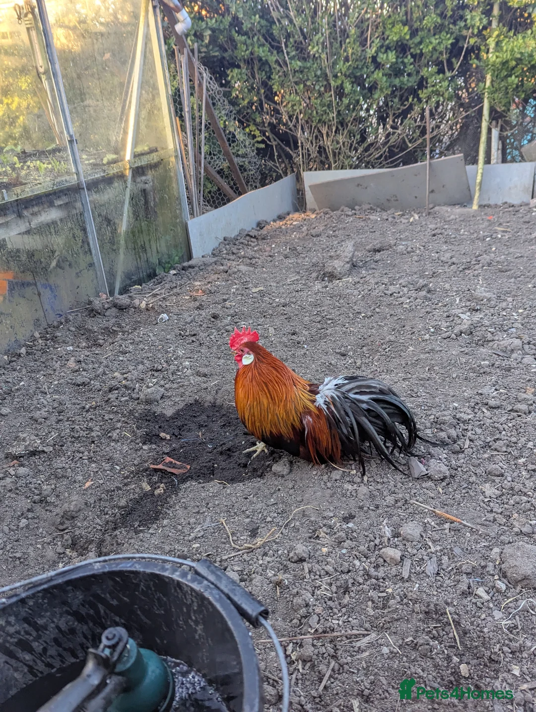 Chickens poultry for sale: A few bantams available  - Advert 2