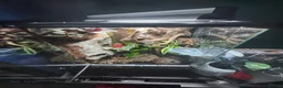 Gecko reptiles for sale: Mourning gecko - Advert 2